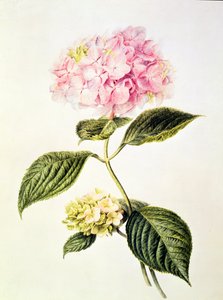 PD.64-1975 Hortensia hortensia
