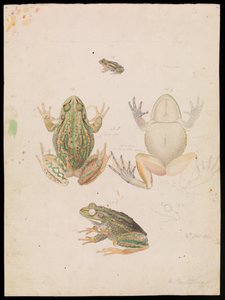 Knurrende gressfrosk, Litoria raniformis