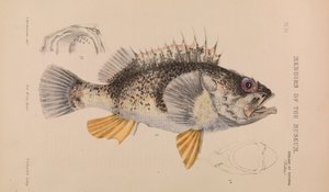 Havabbor, Helicolenus percoides