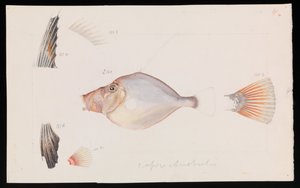 Sølv Dory, Cyttus australis av Arthur Bartholomew