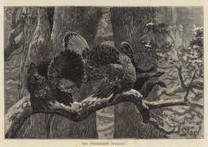 De triumferende kalkunene av Arthur Boyd Houghton