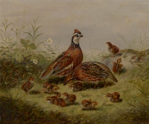 Vaktel og Young av Arthur Fitzwilliam Tait