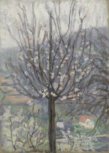 Blomst, tidlig morgen