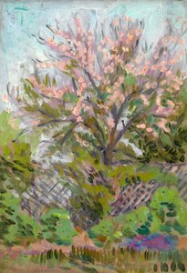 Kirsebærblomst med espaliergjerde under