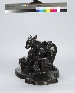 Kenguru og hund
