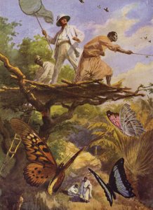 Vakre sommerfugler: Fanger Urania Rhiphoeus på Madagaskar (litho-farge) av Arthur Twidle
