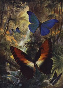 Vakre sommerfugler: De to fineste morfosene (farge litho) av Arthur Twidle