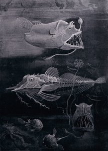 Dyphavsfisk