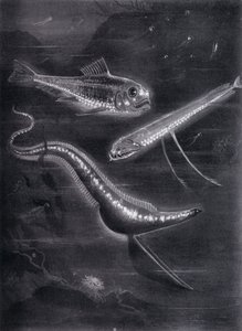Selvlysende fisk (litho) av Arthur Twidle