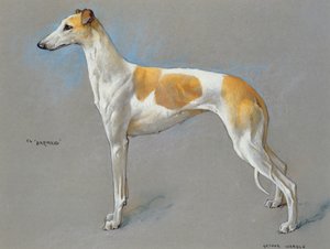 Den hvite og lysebrune mesteren greyhound tispe 