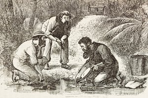 Australia (1880). Gullgravernes liv i Botany Bay (grunnlagt i 1788). Gravering. Privat samling. av Artist Unknown