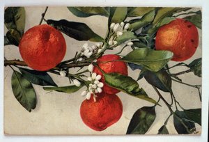 Appelsiner, postkort av Artist Unknown
