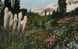 Indian Basket Grass som vokser i Mount Rainier National Park, c1916