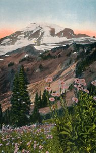 Purple Asters, i Mount Rainier nasjonalpark, c1916 av Asahel Curtis