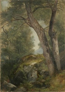 Butternut Tree i Haag, Lake George, NY, 1862