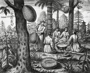 Kinesiske frukter (Arbor polomie, kinesisk papaya), gravering fra Kina-monumenter av Athanasius Kircher