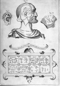 Menneskelig hørsel og andre dyrearter - Fra "Musurgia Universalis" av Athanasius Kircher, Roma 1600 av Athanasius Kircher