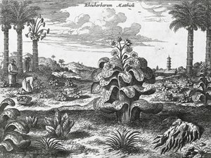 Rabarbraplante, gravering fra Kina-monumenter av Athanasius Kircher