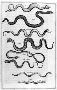 Slanger, 1675. av Athanasius Kircher