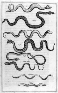 Typer slanger, fra Arca Noe av Athanasius Kircher