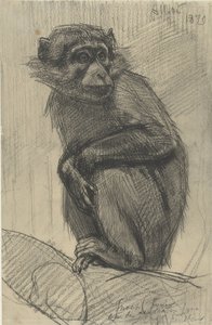 Monkey på en gren