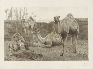 kameler av August Le Gras