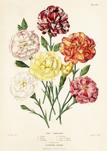 Trenellikvarianter, Dianthus caryophyllus: Ariadne 1, Beauty 2, Garibaldi 3, Perfection 4, Queen of Whites 5, Queen of Yellows 6 av Augusta Innes (after) Withers