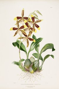stort Rossioglossum