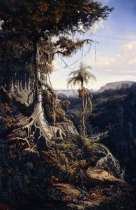 Jala-Jala-skogen