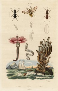 Plumeorm, hornet møll og biller. av Auguste Dumenil