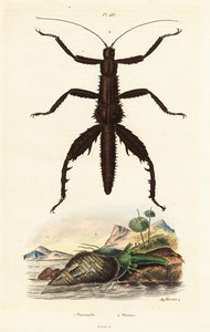 Tornet djevel spaserstokk og australsk fasanskall. av Auguste Dumenil