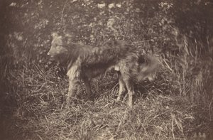 Studie av en hund, slutten av 1870-tallet.