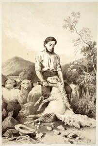 Saueklipping, fra The History of Australasia av David Blair, McGrady, Thomson og Niven, 1879