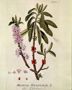 Botanisk: ""Bois-joli"" (Bois joli) (eller Bois-gentil, Bois gentile) (Daphne mezereum) Planke trukket fra "Medicinalium secundum Linnaei digestarum"" av Joseph Jacobi Plenck (1735-1807) 1788-1803 Privat samling av Austrian School