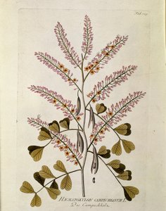 Botanisk: ""Campeche"" (Haematoxylon campechianum) Planke trukket fra ""Medicinalium secundum Linnaei digestarum"" av Joseph Jacobi Plenck (1735-1807) 1788-1803 Privat samling av Austrian School