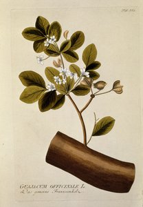 Botanisk: "" Guajacun officinale"" Plate hentet fra "" Medicinalium secundum Linnaei digestarum"" av Joseph Jacobi Plenck (1735-1807) 1788-1803 Privat samling av Austrian School