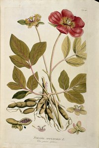 Botanisk: "" Peony officinale"" (Poeonia officinalis) Planke trukket fra "Medicinalium secundum Linnaei digestarum" av Joseph Jacobi Plenck (1735-1807) 1788-1803 Privat samling av Austrian School