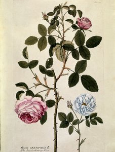 Botanisk: Rose med hundre blader (Rosa centifolia) Tallerken hentet fra "Medicinalium secundum Linnaei digestarum"" av Joseph Jacobi Plenck (1735-1807) 1788-1803 Privat samling av Austrian School