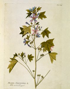 Botanisk: ""stor lilla"" (Malva sylvestris) Plate hentet fra ""Medicinalium secundum Linnaei digestarum"" av Joseph Jacobi Plenck (1735-1807) 1788-1803 Privat samling av Austrian School