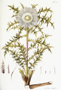 Carlina Simplex av Austrian School