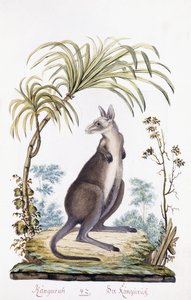 Kenguru, 1794 av Austrian School