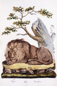 Løve, 1794 av Austrian School