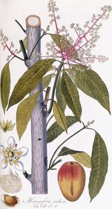 Mangifera indica av Austrian School