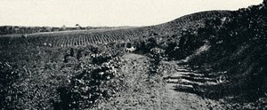 Cafezal, 1895