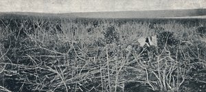 Cassava plantasje, 1895