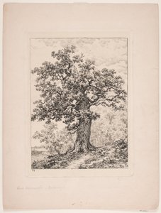 Niels Ebbesens eik. Gyllingnæs skog av Axel Schovelin