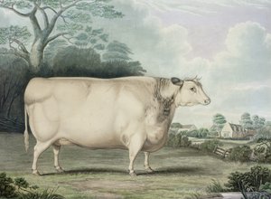 Habertoft Short Horned Prize Cow, gravert av C. Hunt, 1842 (fargegravering)