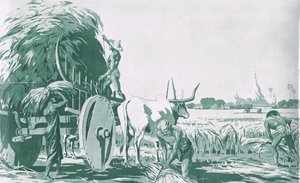 En rismark i Burma, fra MacMillan skoleplakater, ca. 1950-60-tallet (litho) av Ba Nyan