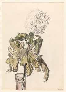 Blomstrende krysantemum, i en vase