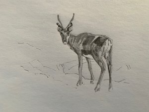 Reinsdyr, 2019 av Barbara Hoogeweegen